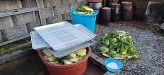 남궁봉님의 배추 · 영농일지 작성글 사진