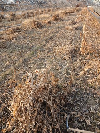 자기왕사랑해님의 기타작물 · 영농일지 작성글 사진