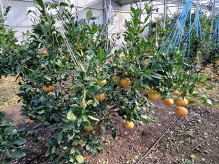 라이온3241님의 귤 · 영농일지 작성글 사진