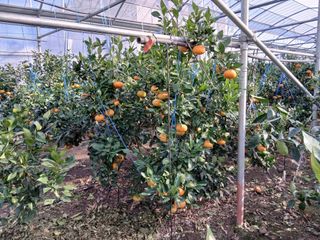 라이온3241님의 귤 · 영농일지 작성글 사진