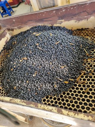 논산푸른팜님의 콩 · 영농일지 작성글 사진