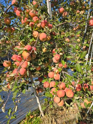 최동구님의 사과 · 영농일지 작성글 사진