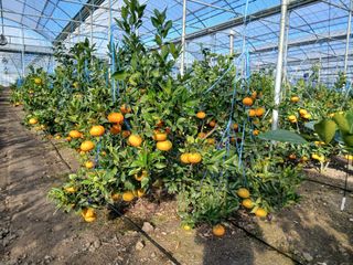 라이온3241님의 귤 · 영농일지 작성글 사진