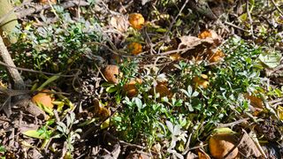 대봉농원 이경화님의 상추 · 영농일지 작성글 사진