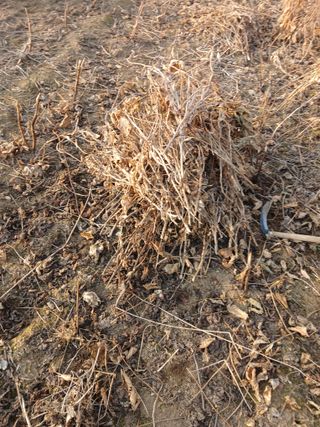 자기왕사랑해님의 기타작물 · 영농일지 작성글 사진