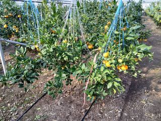 라이온3241님의 귤 · 영농일지 작성글 사진