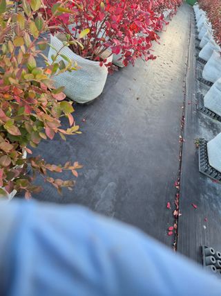 박영희님의 블루베리 · 영농일지 작성글 사진