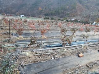 박광현님의 블루베리 · 영농일지 작성글 사진