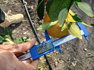 라이온3241님의 귤 · 영농일지 작성글 사진