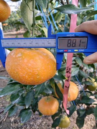 라이온3241님의 귤 · 영농일지 작성글 사진