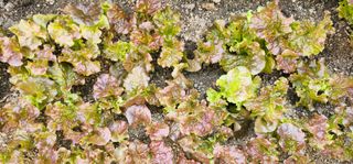 부천역곡 정병호님의 기타작물 · 영농일지 작성글 사진