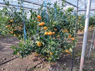 라이온3241님의 귤 · 영농일지 작성글 사진