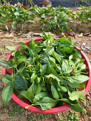 늘찬님의 마늘 · 영농일지 작성글 사진