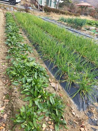 늘찬님의 마늘 · 영농일지 작성글 사진