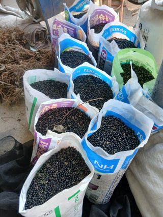 무료지식나눔 팜닥터님의 기타작물 · 영농일지 작성글 사진