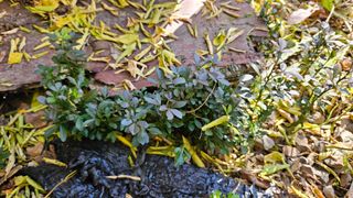 대봉농원 이경화님의 상추 · 영농일지 작성글 사진