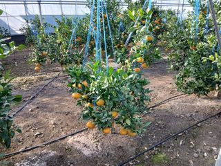 라이온3241님의 귤 · 영농일지 작성글 사진