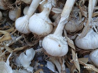 화우농원님의 마늘 · 영농일지 작성글 사진