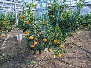 라이온3241님의 귤 · 영농일지 작성글 사진