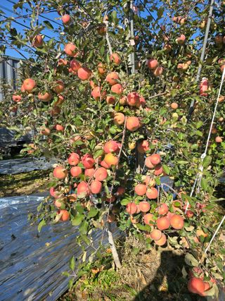 최동구님의 사과 · 영농일지 작성글 사진