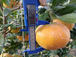 라이온3241님의 귤 · 영농일지 작성글 사진