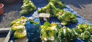 남궁봉님의 배추 · 영농일지 작성글 사진