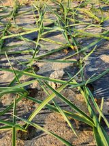 팜모닝 마늘·영농일지 게시글 이미지