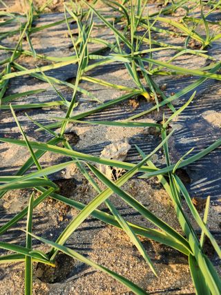 조정구님의 마늘 · 영농일지 작성글 사진