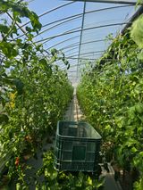 팜모닝 기타작물·영농일지 게시글 이미지