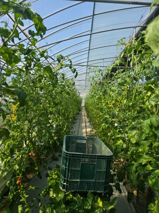 김호진님의 기타작물 · 영농일지 작성글 사진