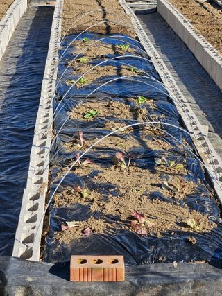 김인수님의 배추 · 영농일지 작성글 사진