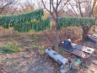 상추20832님의 기타작물 · 영농일지 작성글 사진