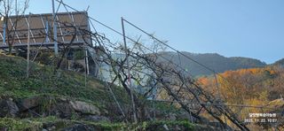 달맛햇복숭아농원님의 복숭아 · 영농일지 작성글 사진