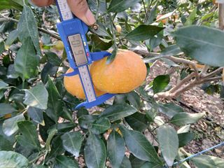 라이온3241님의 귤 · 영농일지 작성글 사진