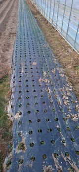 팜모닝 양파·영농일지 게시글 이미지