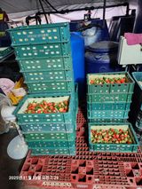 팜모닝 딸기·영농일지 게시글 이미지