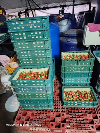 상월딸기 박명근님의 딸기 · 영농일지 작성글 사진