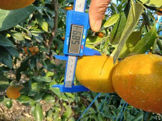 라이온3241님의 귤 · 영농일지 작성글 사진