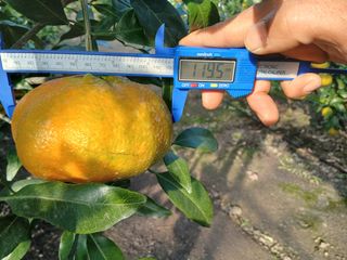 라이온3241님의 귤 · 영농일지 작성글 사진