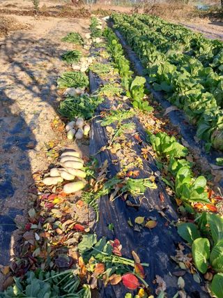 상추20832님의 기타작물 · 영농일지 작성글 사진