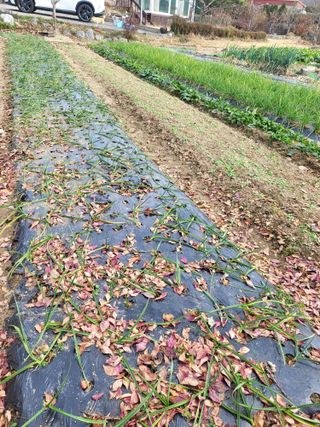 늘찬님의 마늘 · 영농일지 작성글 사진