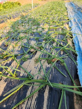 조정구님의 마늘 · 영농일지 작성글 사진