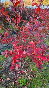 팜모닝 블루베리·영농일지 게시글 이미지