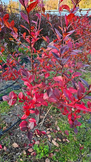 대봉농원 이경화님의 블루베리 · 영농일지 작성글 사진