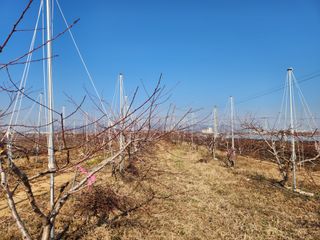 꿀복이농장님의 복숭아 · 영농일지 작성글 사진