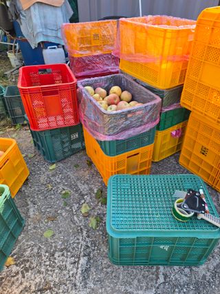 최동구님의 사과 · 영농일지 작성글 사진