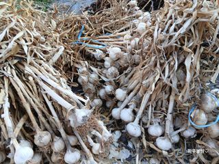 화우농원님의 마늘 · 영농일지 작성글 사진