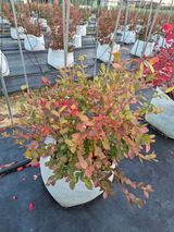 팜모닝 블루베리·영농일지 게시글 이미지