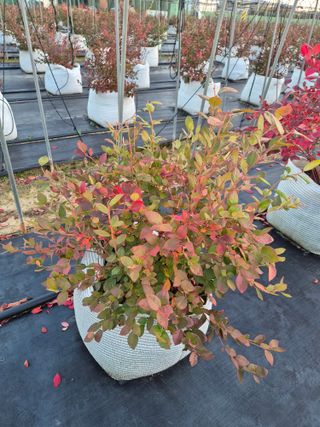 박영희님의 블루베리 · 영농일지 작성글 사진