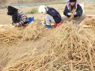 이름유순옥님의 기타작물 · 영농일지 작성글 사진
